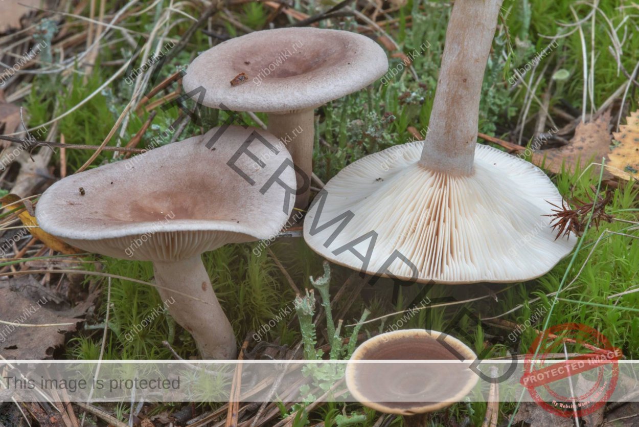 Млечник неедкий гриб