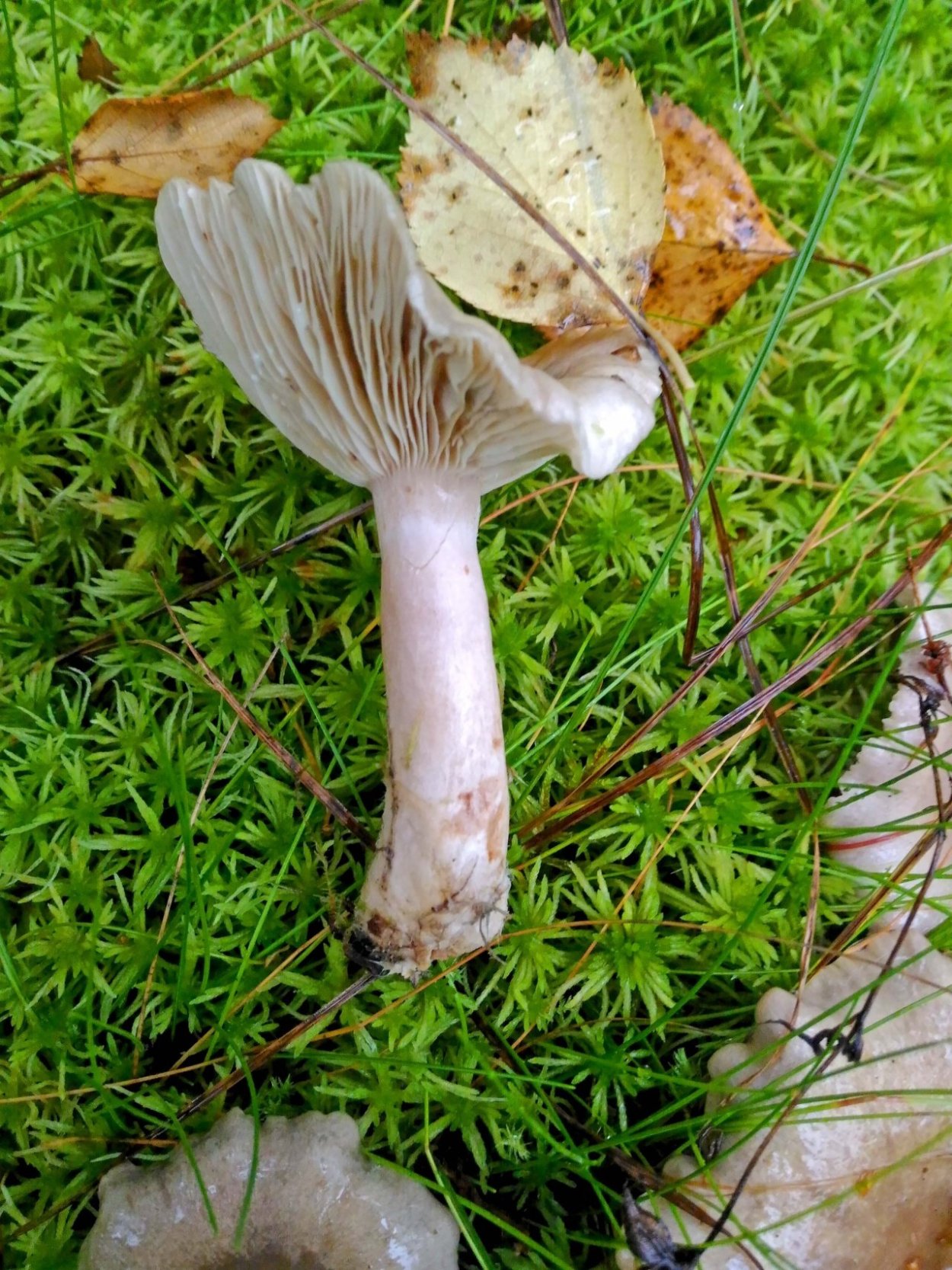 Lactarius torminosus – волнушка