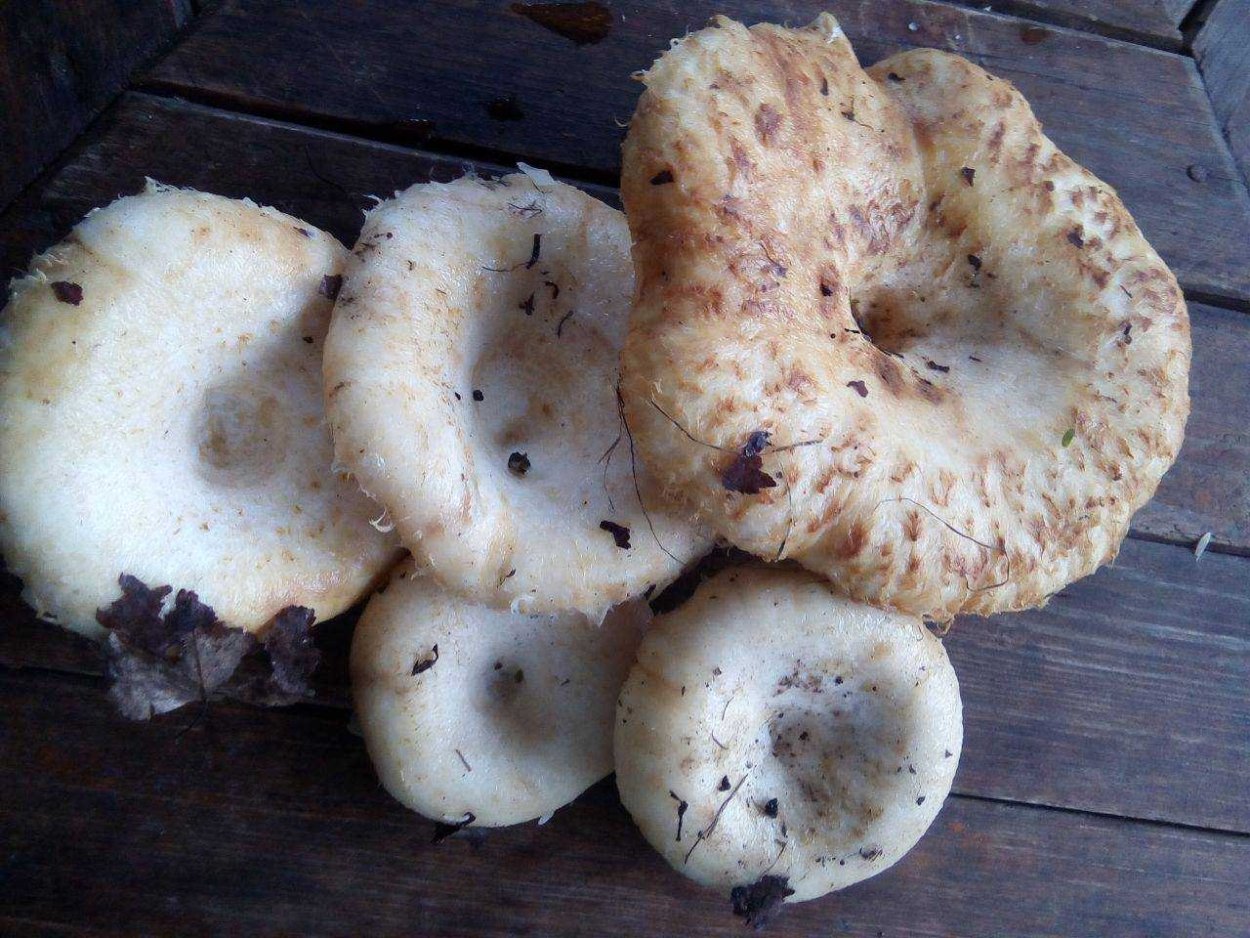 Гриб сыроежка Болотная