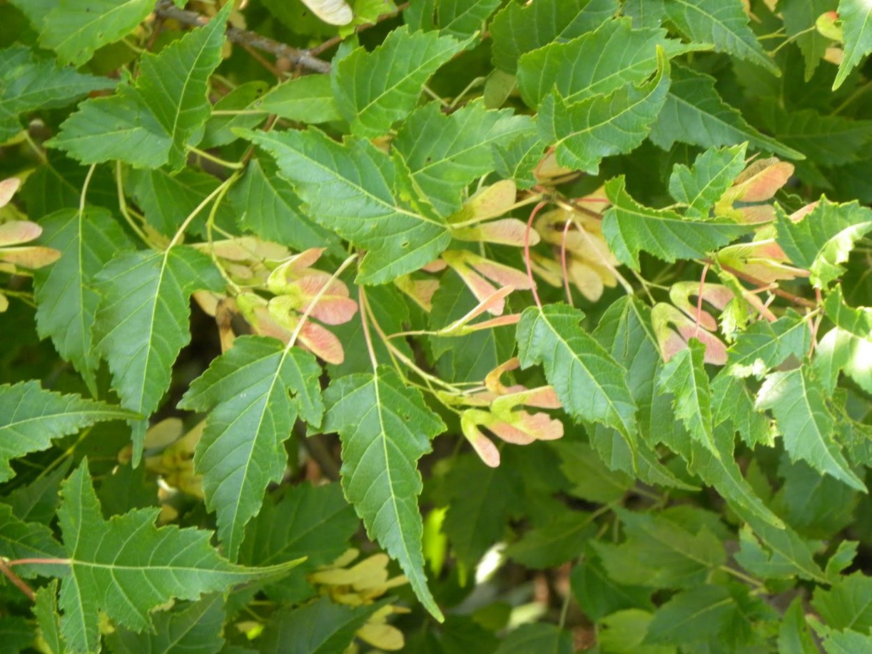 Клен татарский, черноклен (Acer tataricum)