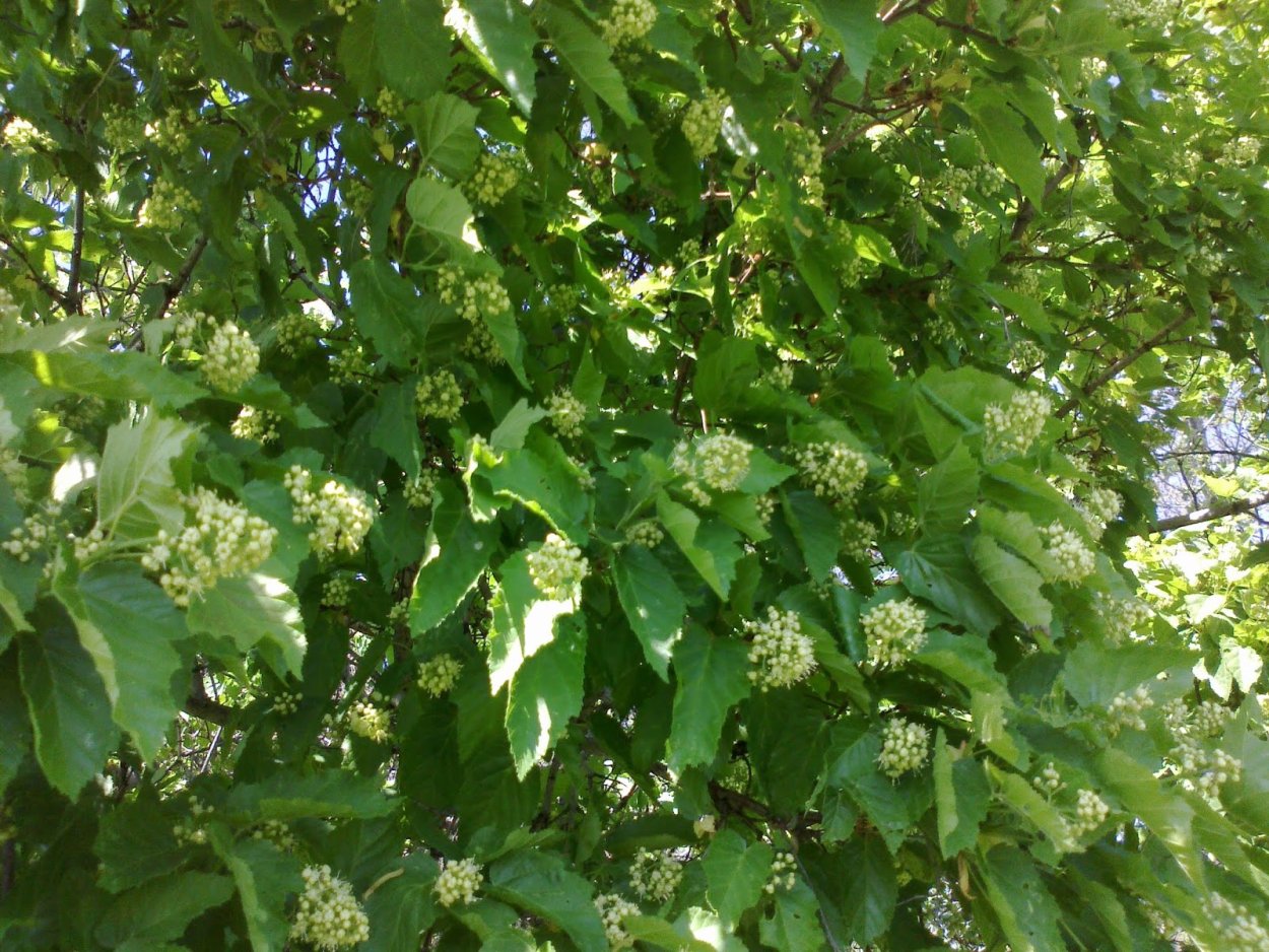 Татарский клен медонос