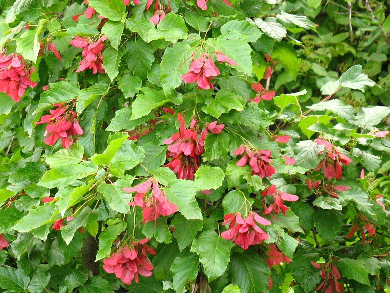 Радар-детектор Megaforcer z-11st