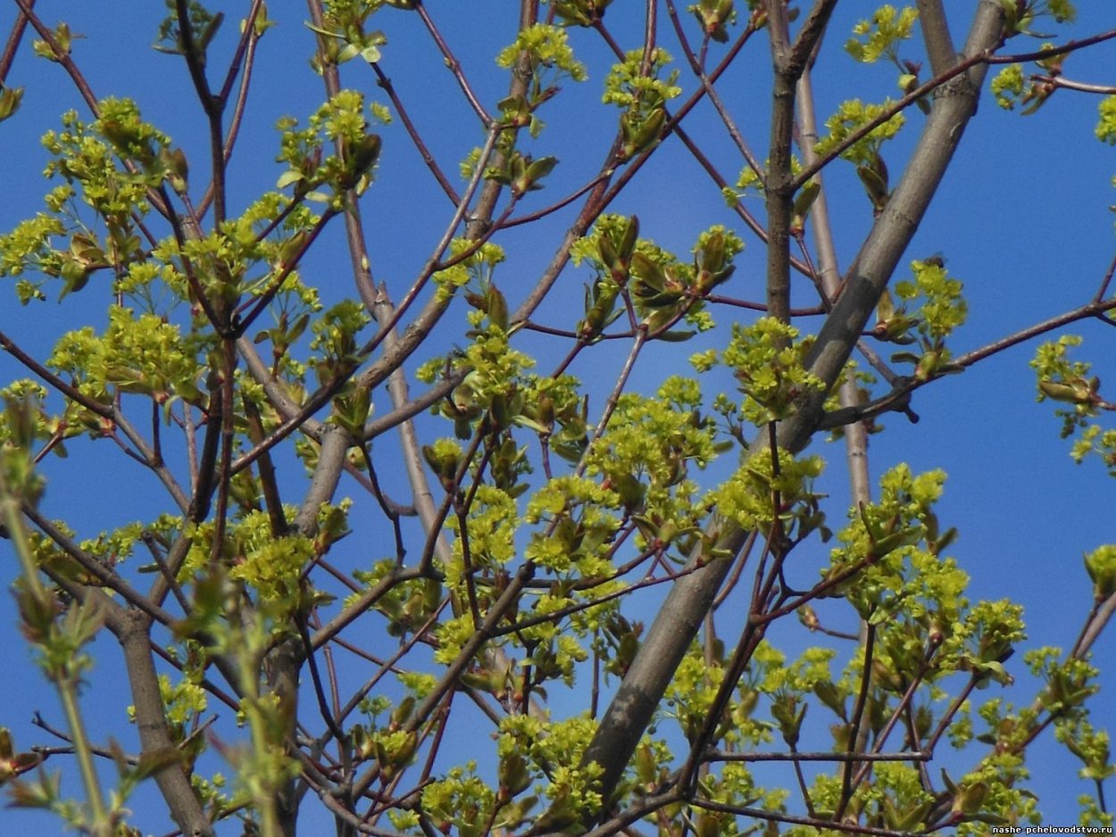 Клен татарский цветение
