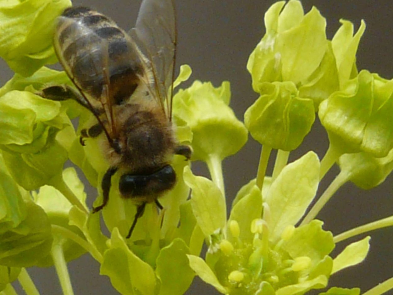 Клен черноклен