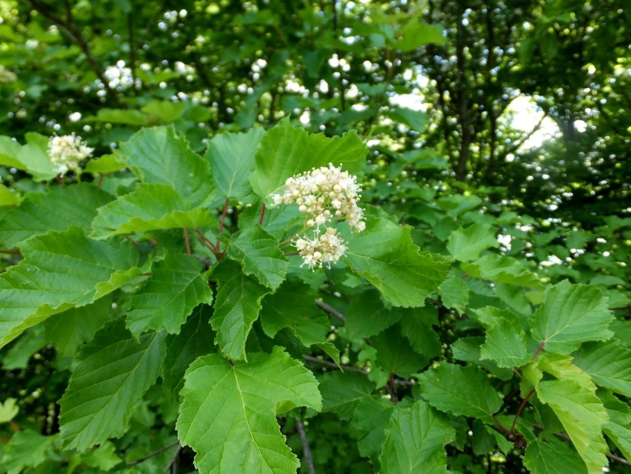 Татарский клен медонос