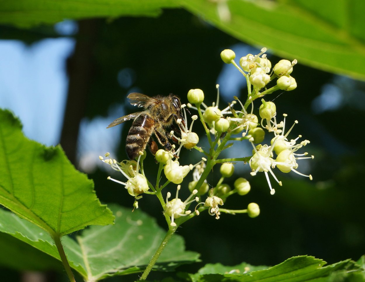 Клен татарский черноклен