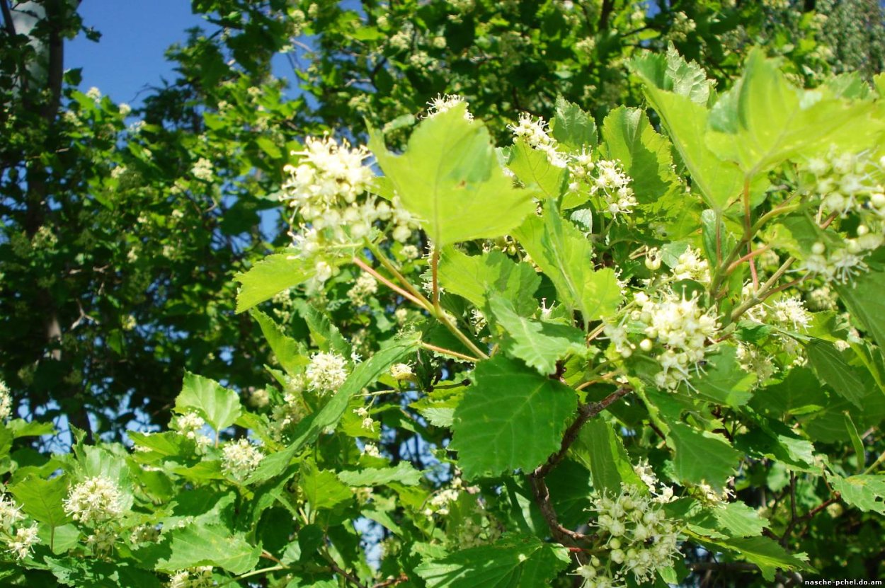 Клен татарский, черноклен (Acer tataricum)