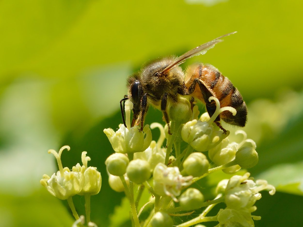 Клен татарский Гиннала лист