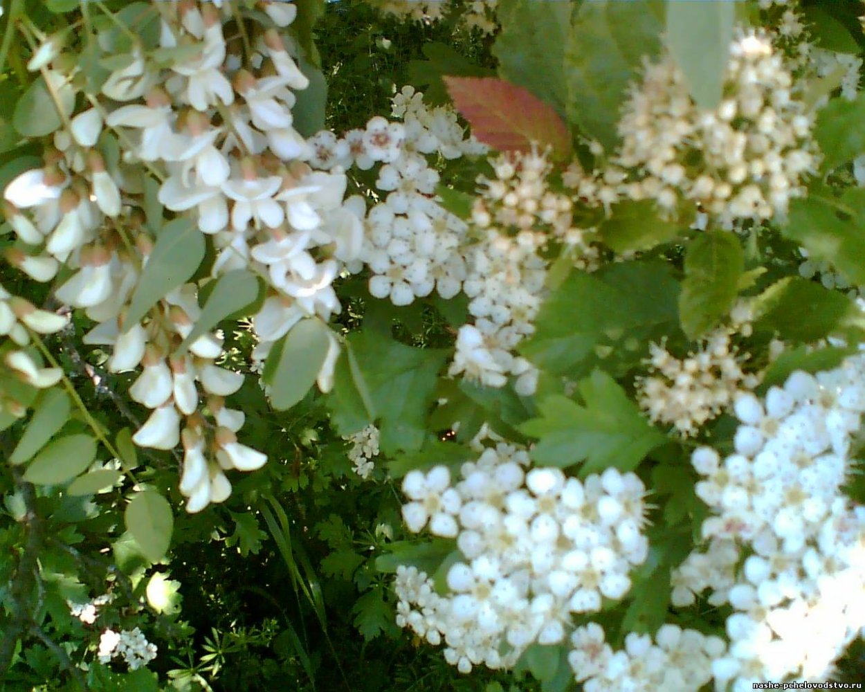 Чернокленник дерево