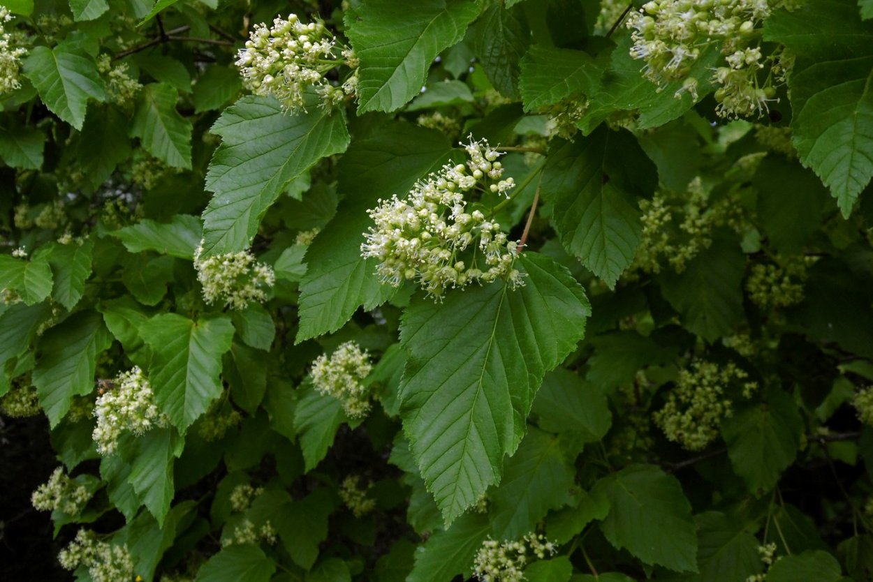 Липа черноклен