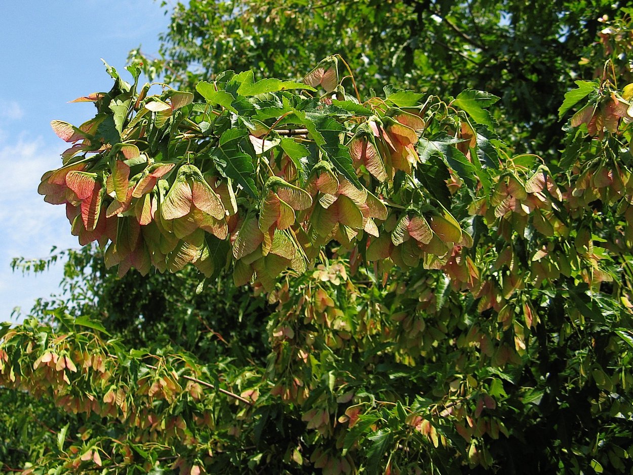 Клен Гиннала цветение