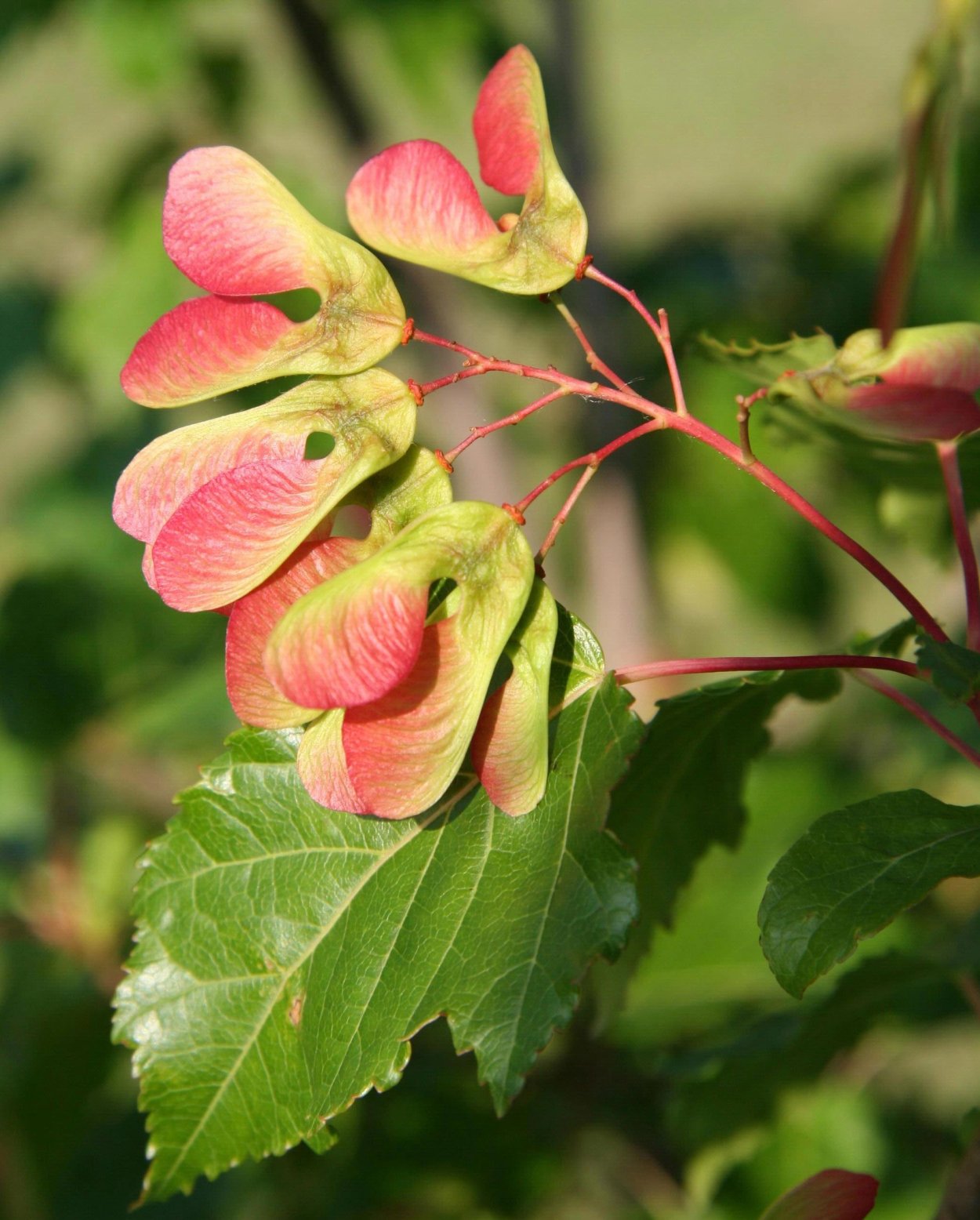 Крючки Gamakatsu Hook LS-2210b