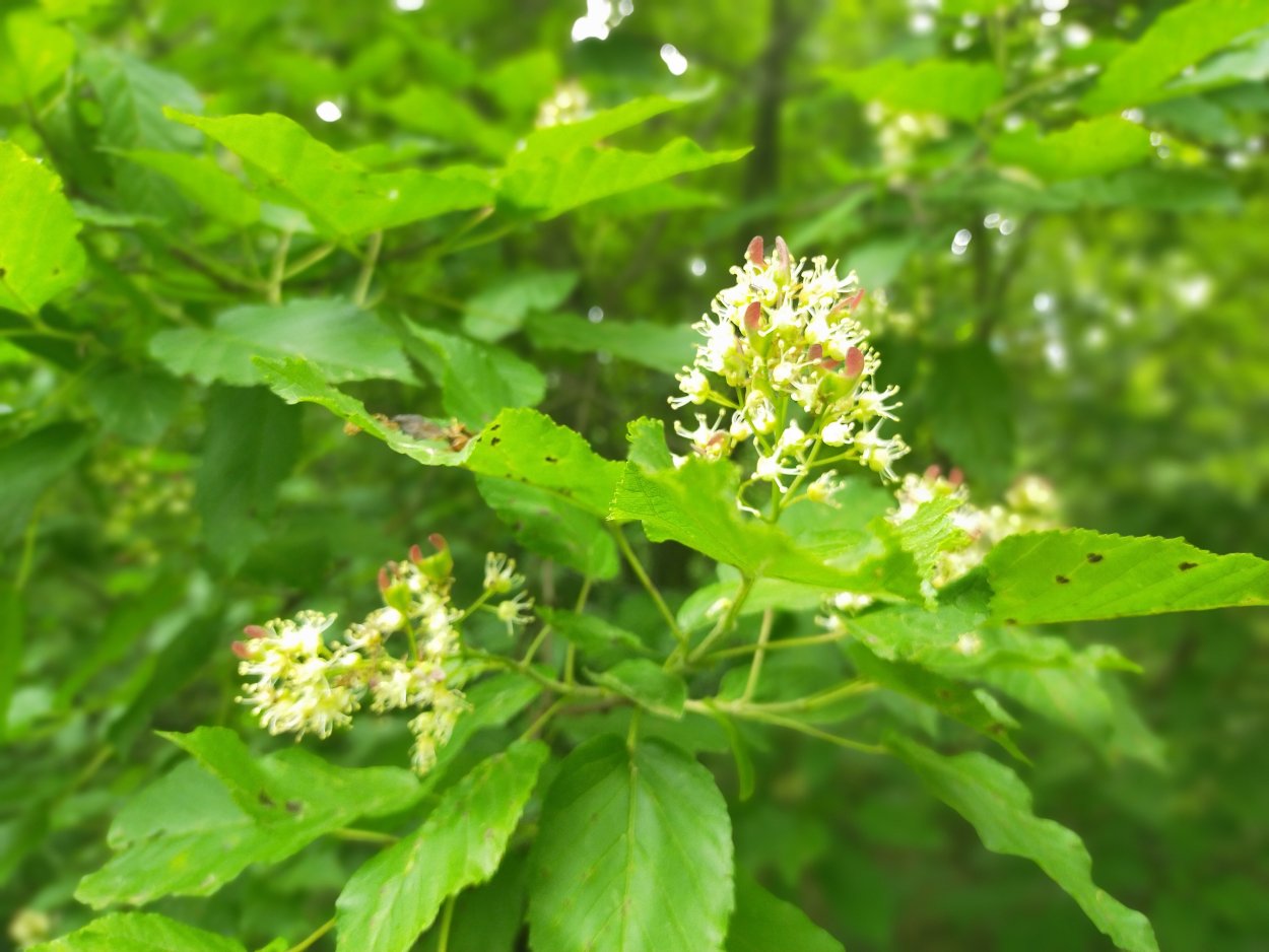 Клен татарский, черноклен (Acer tataricum)