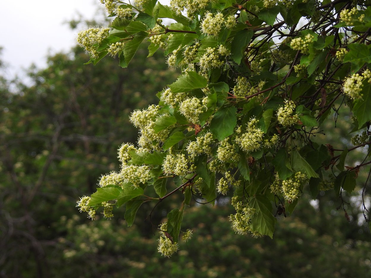 Клен татарский, черноклен (Acer tataricum)
