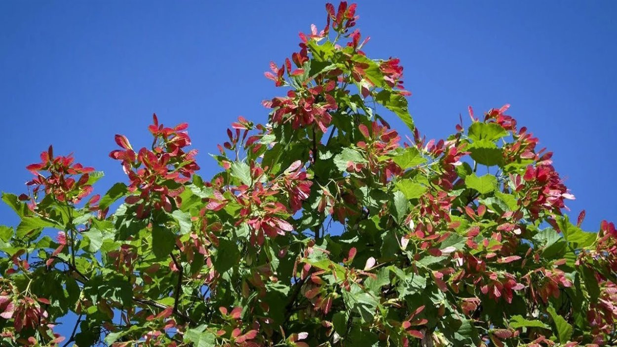 Gamakatsu Hook LS-2030b