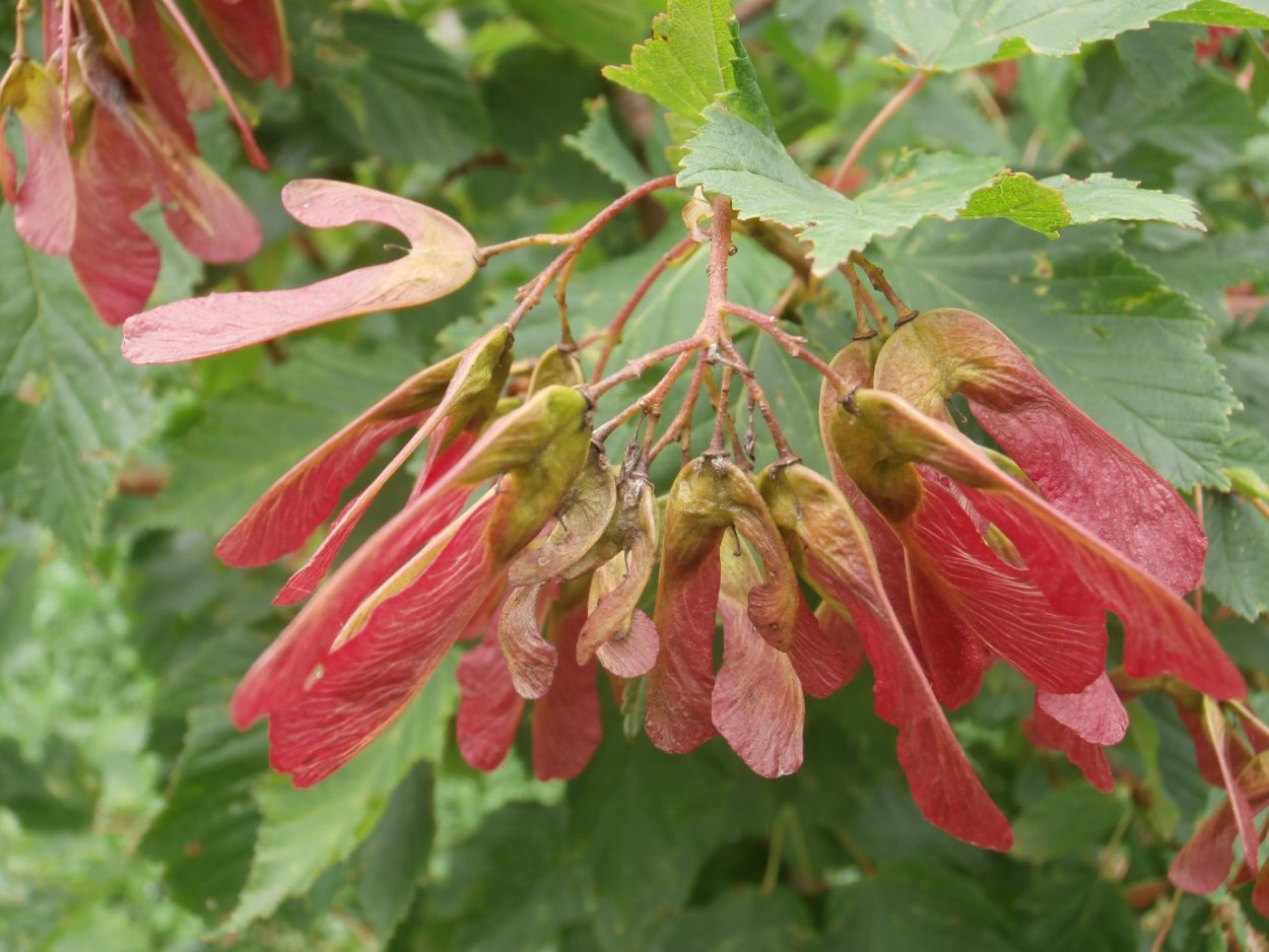 Липа Амурская Цветущая