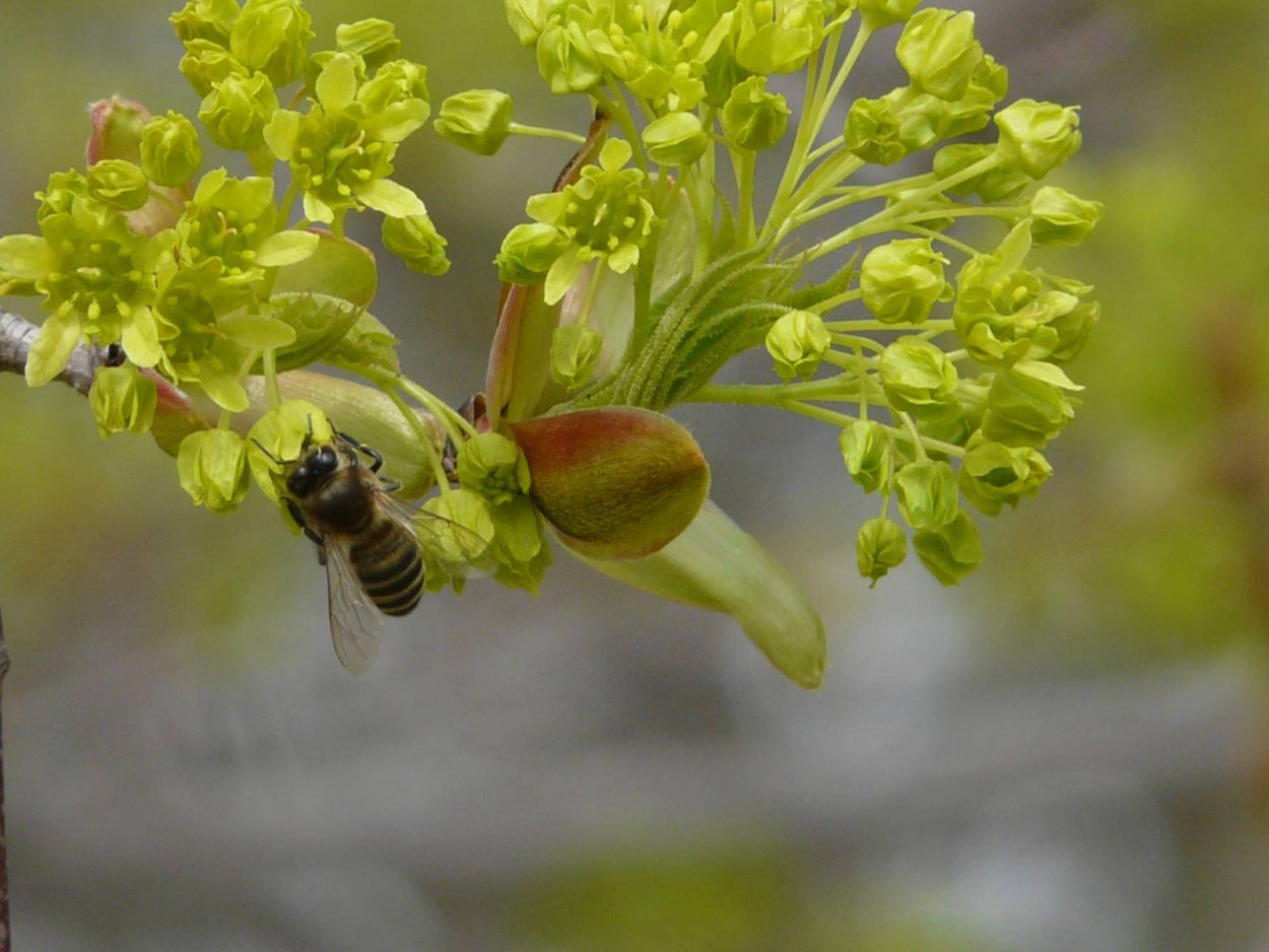 Клен полевой медонос