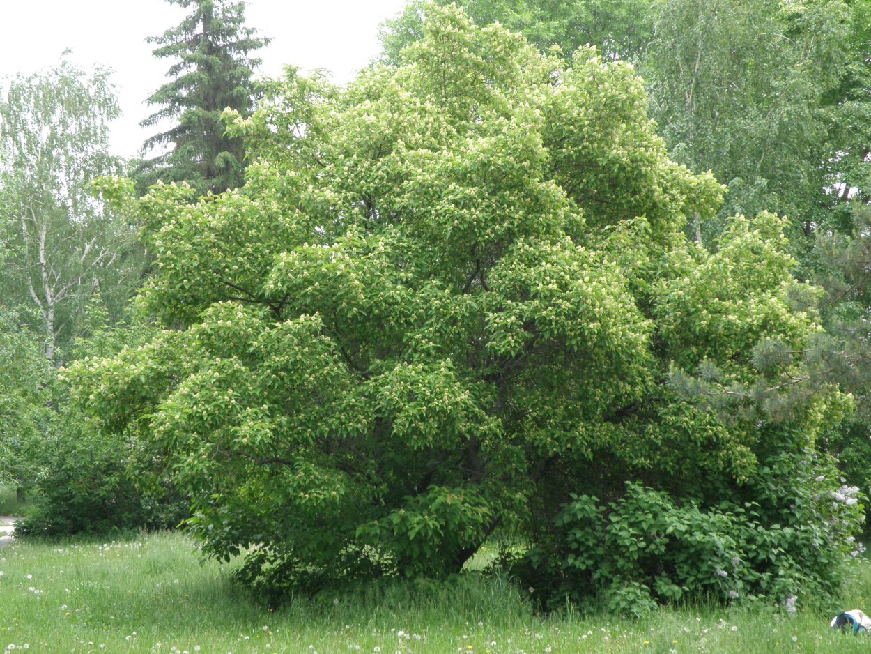 Клен татарский Acer tataricum