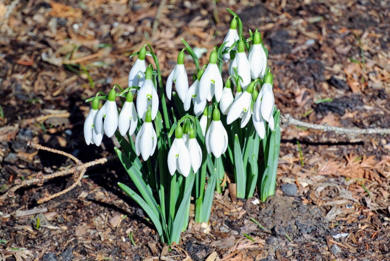 Горные подснежники
