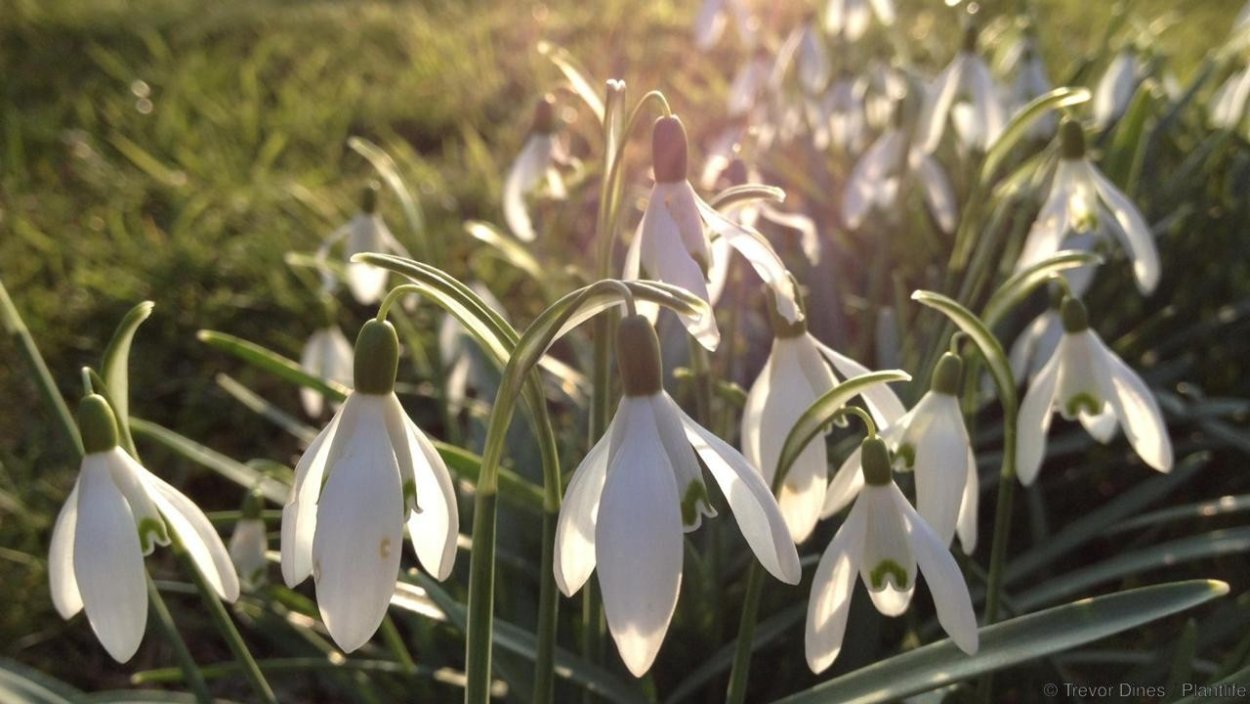 Подснежник Воронова (лат. – Galanthus woronowii).