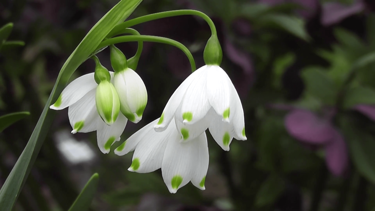 Подснежник белоснежный (Galanthus nivalis)