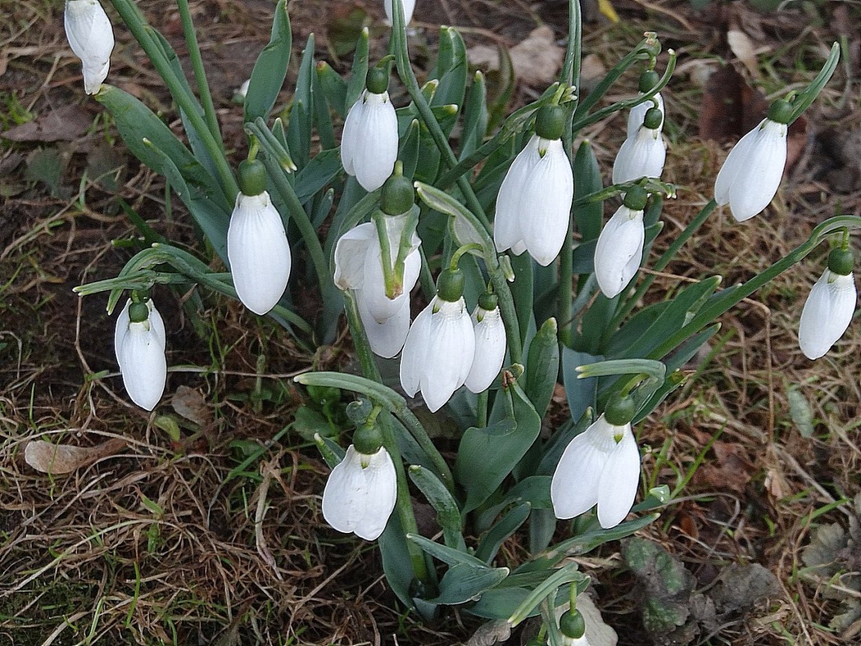 Первый Подснежник работа 20*30