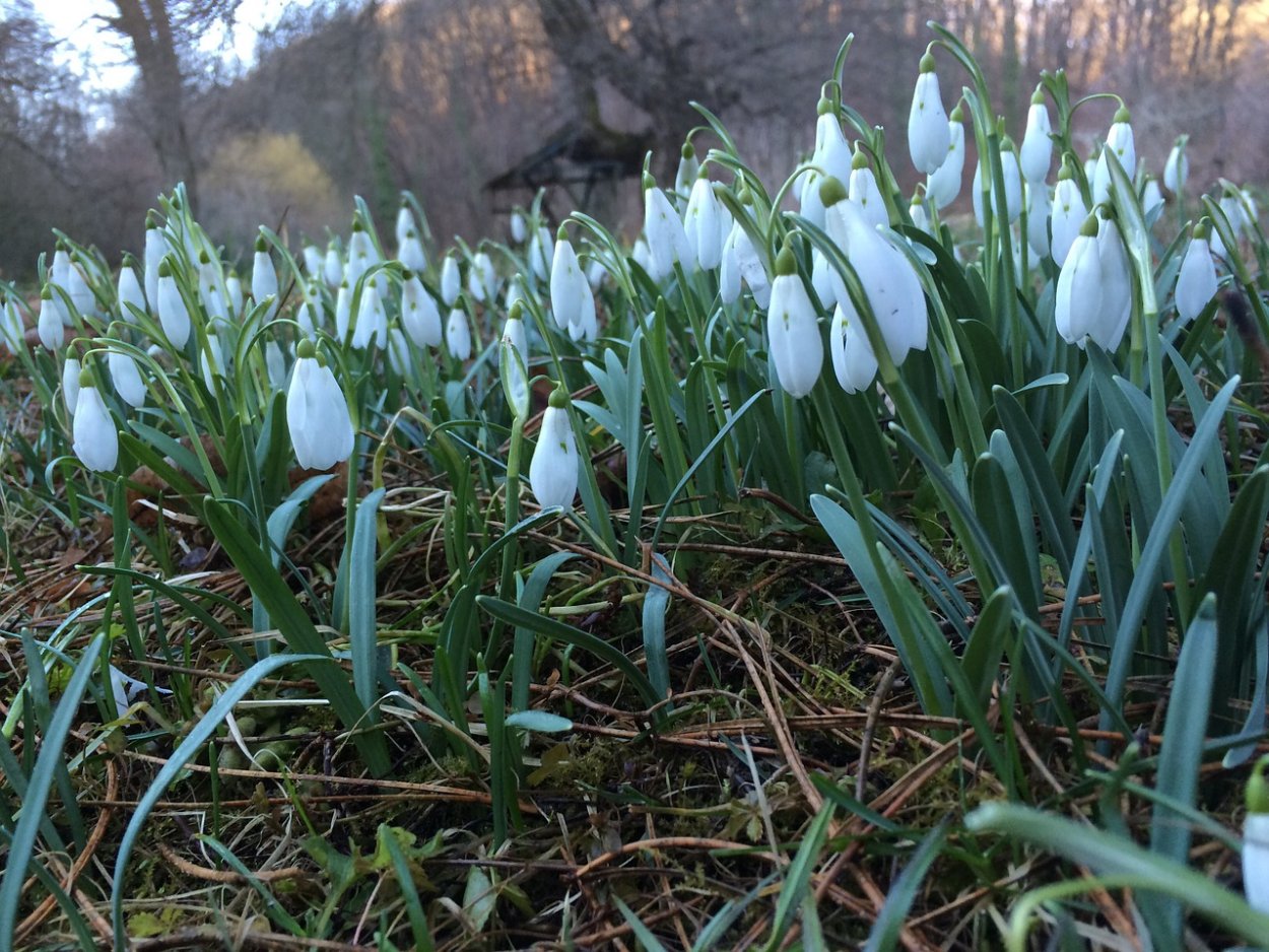 Белоснежный Galanthus nivalis