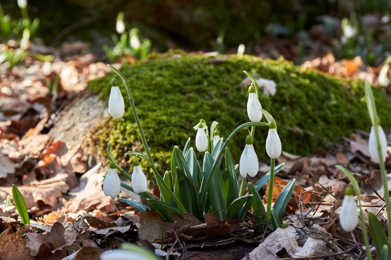 Подснежник 2022