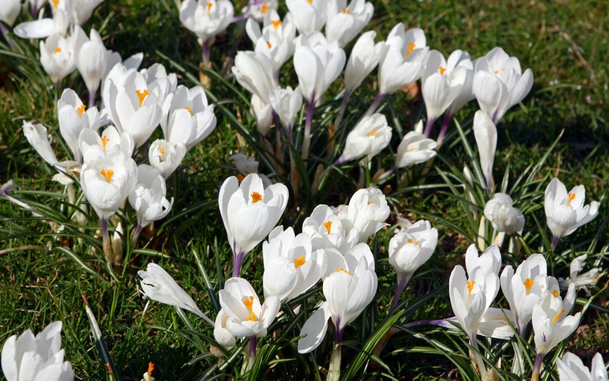 Пролеска Крокус Галантус