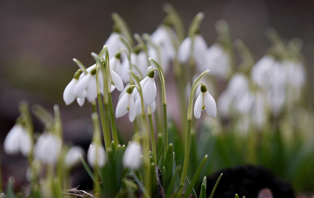Галантусы, крокусы, пролески, хохлатки