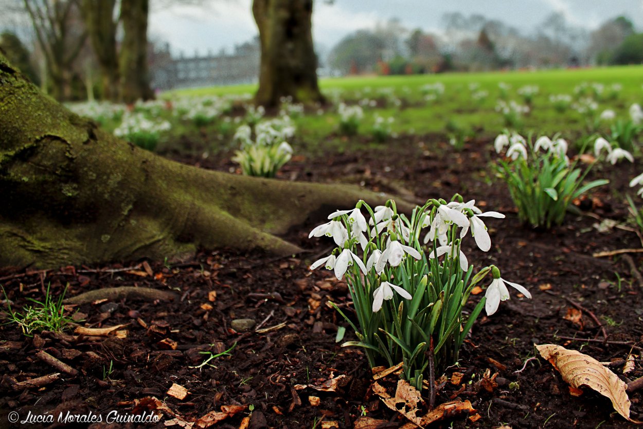 Подснежник Элвиса Galanthus elwesii
