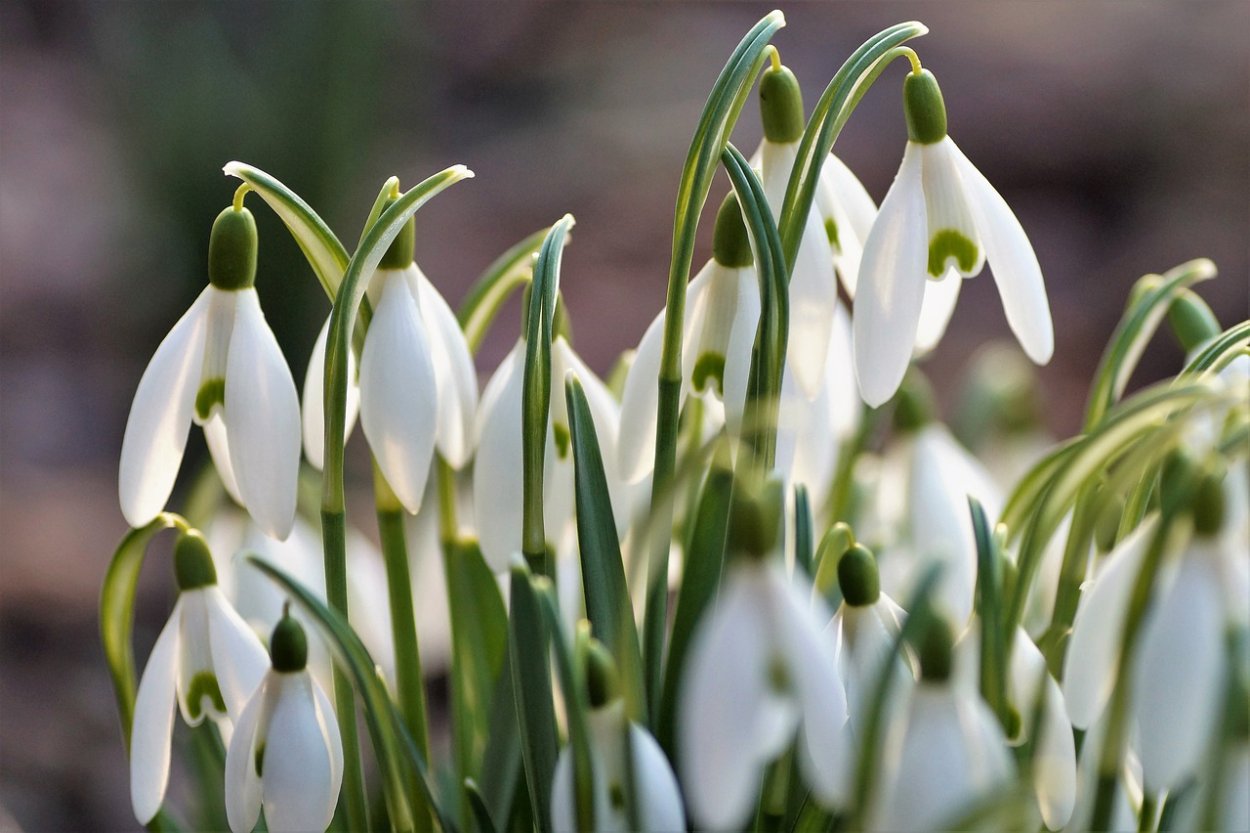 Карпаты подснежники