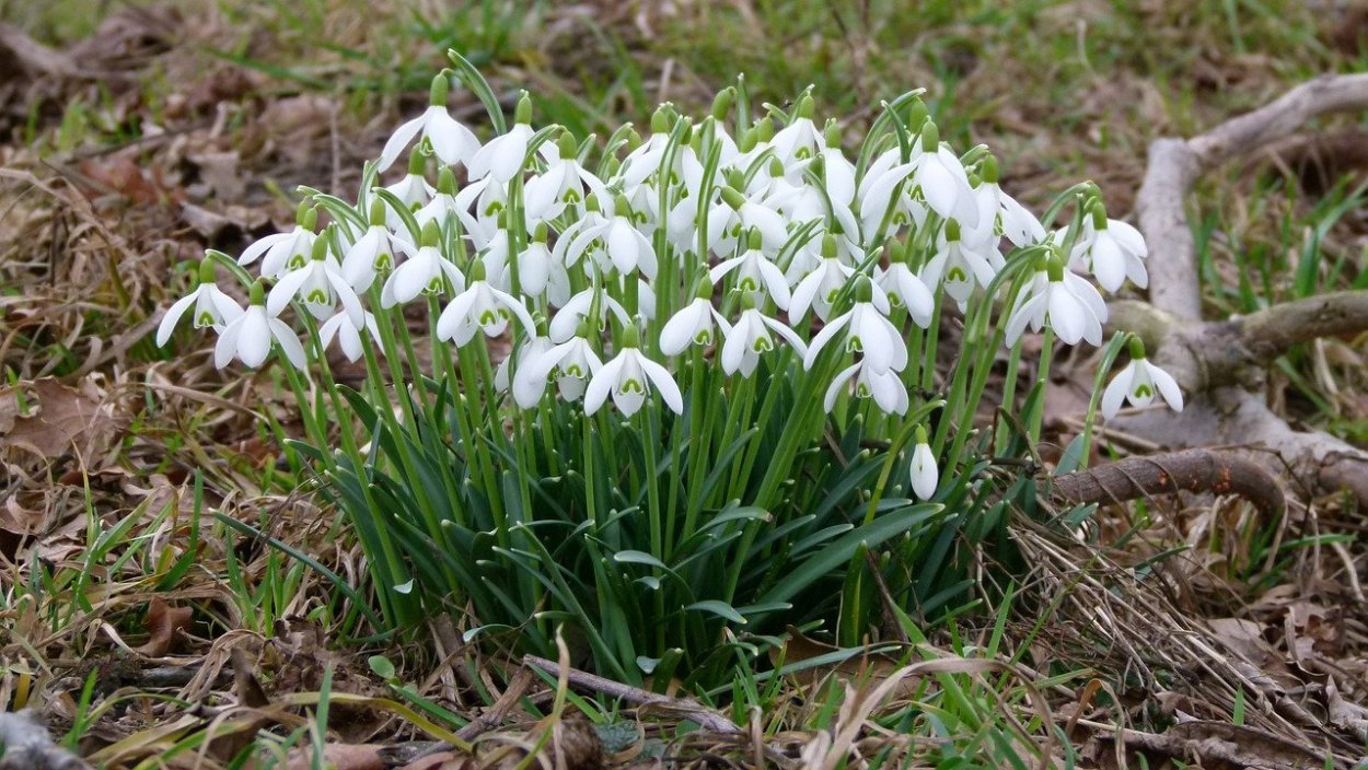 Флора Snowdrops Британии
