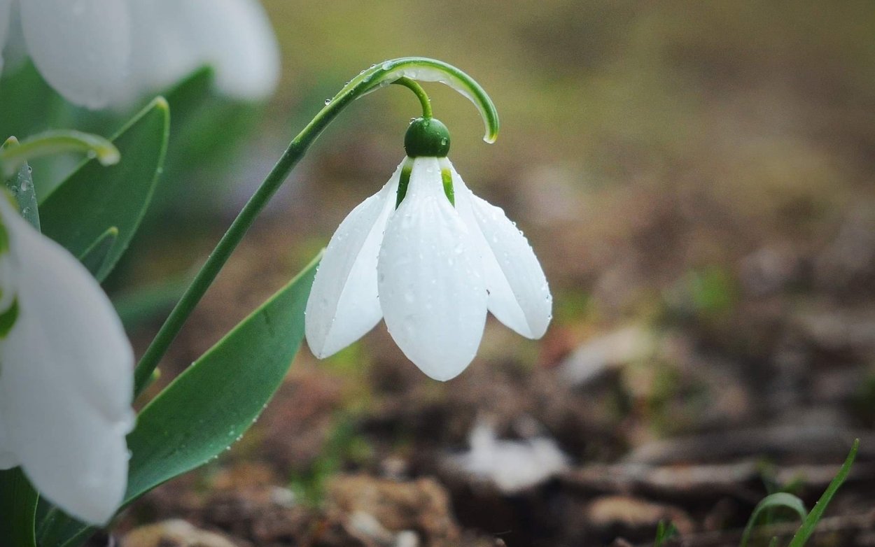 Галантус (Подснежник) относится к феноритмотипу
