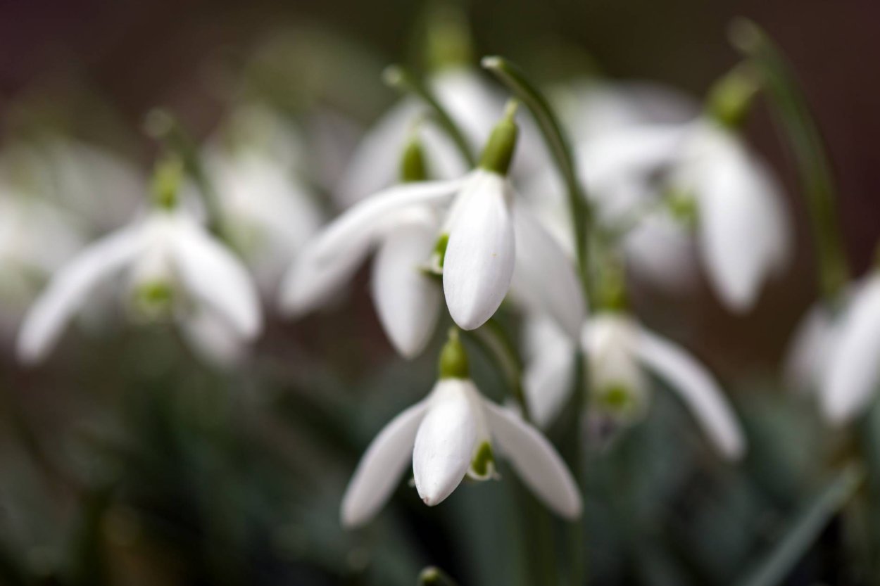 Сказочные подснежники