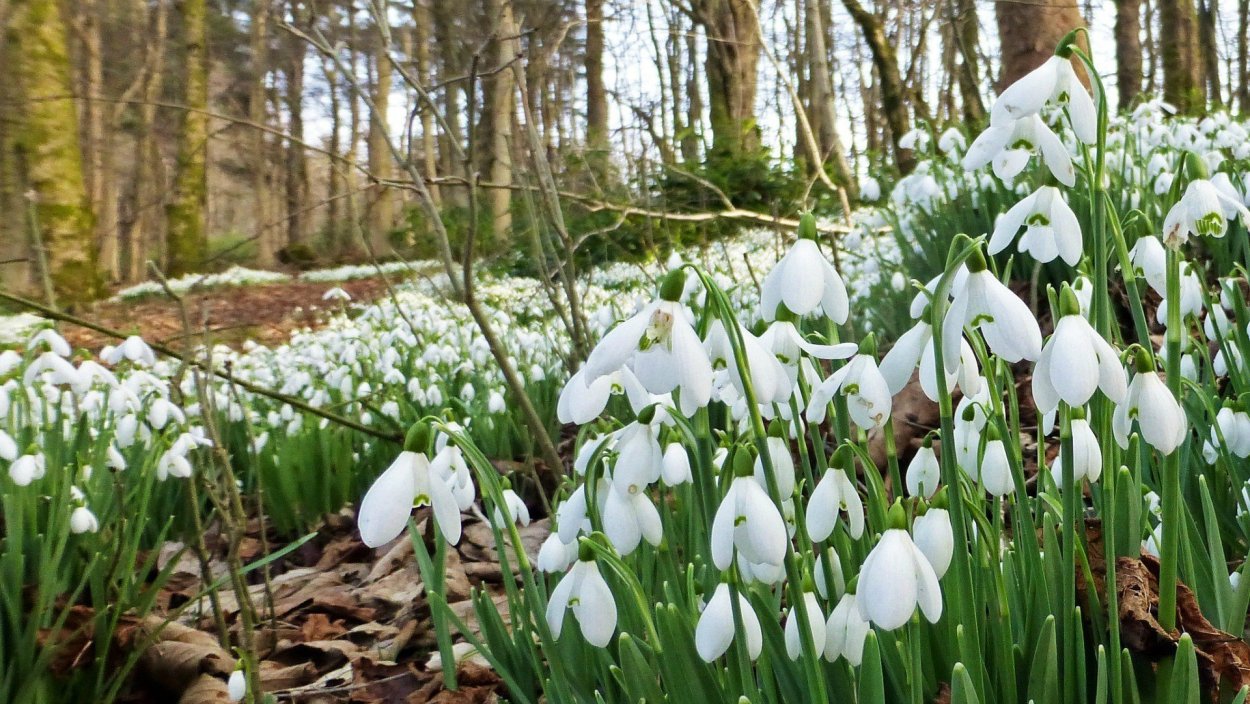 Подснежники Севастополь