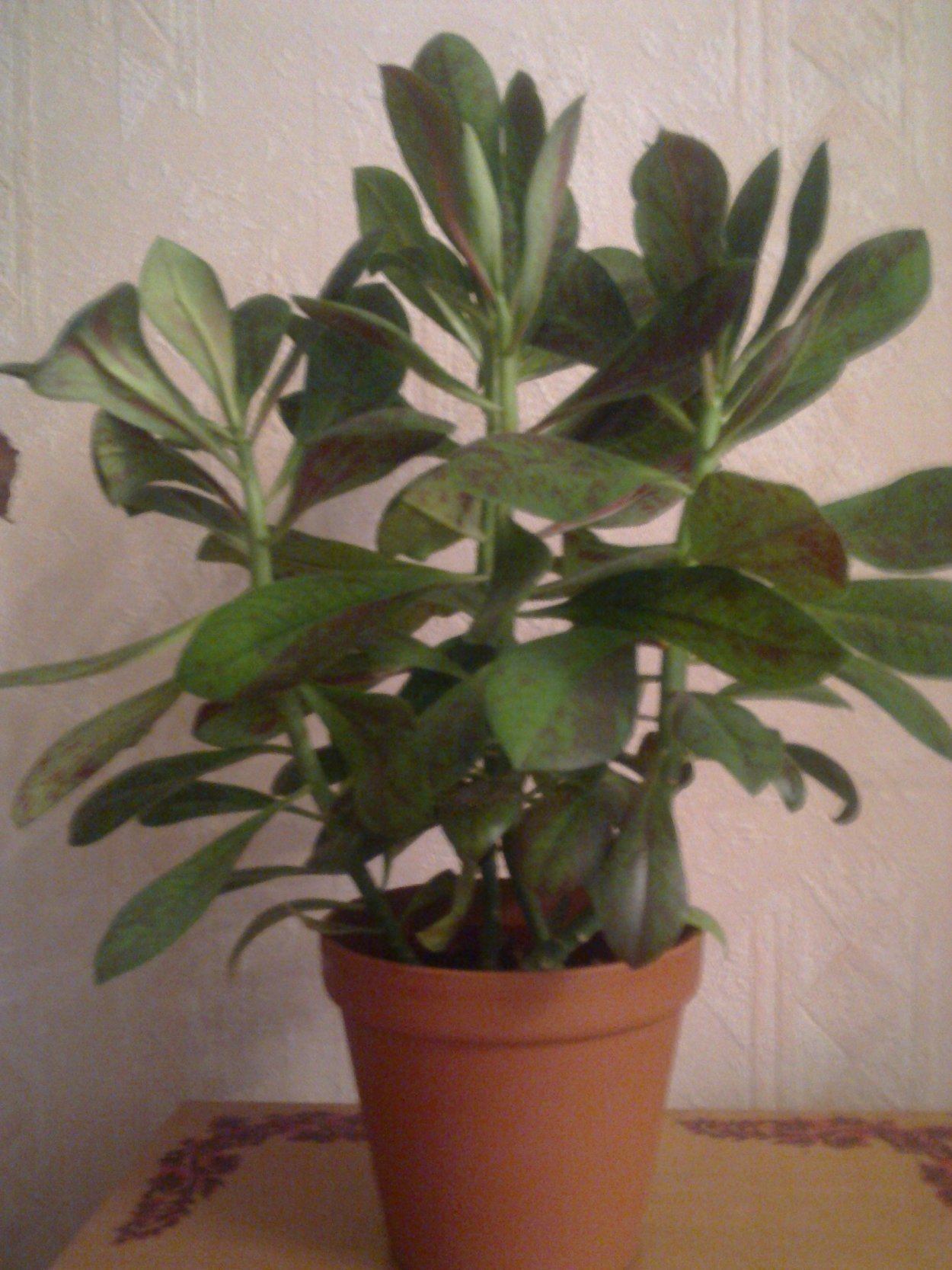 Эуфорбия молочай