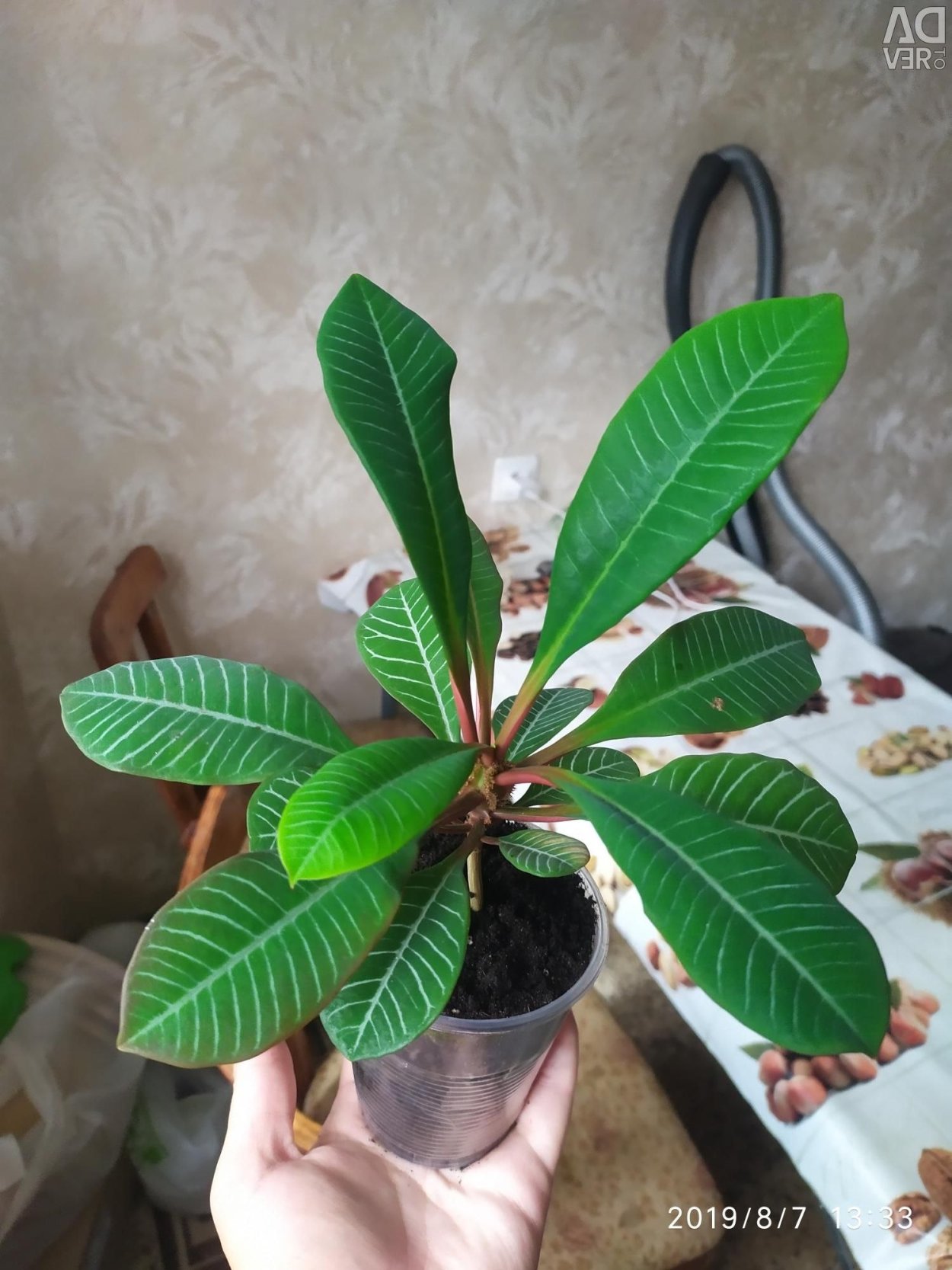 Молочная беложильчатый