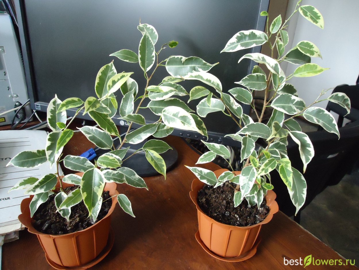 Пальма молочай беложильчатый