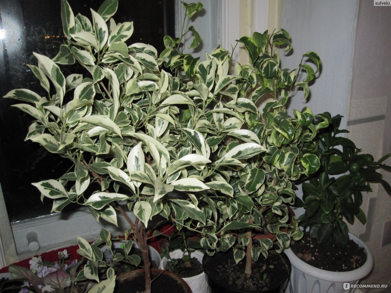 Молочай ребристый