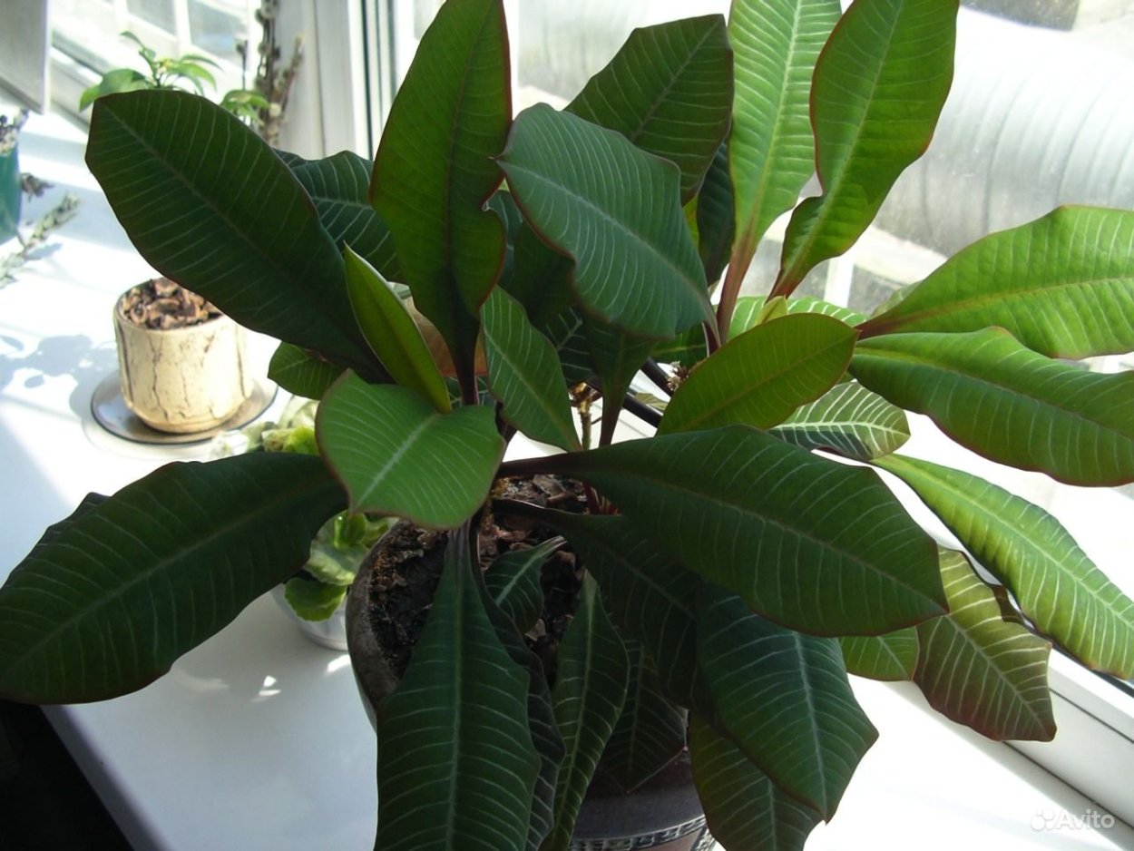 Молочай комнатный вянут листья