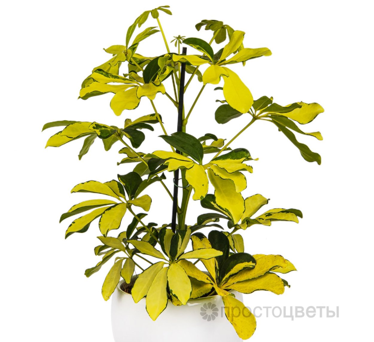 Шефлера микс цветок