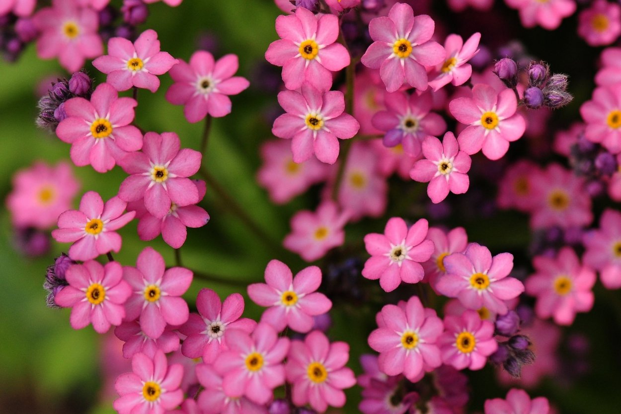 Незабудка Мон ами Пинк