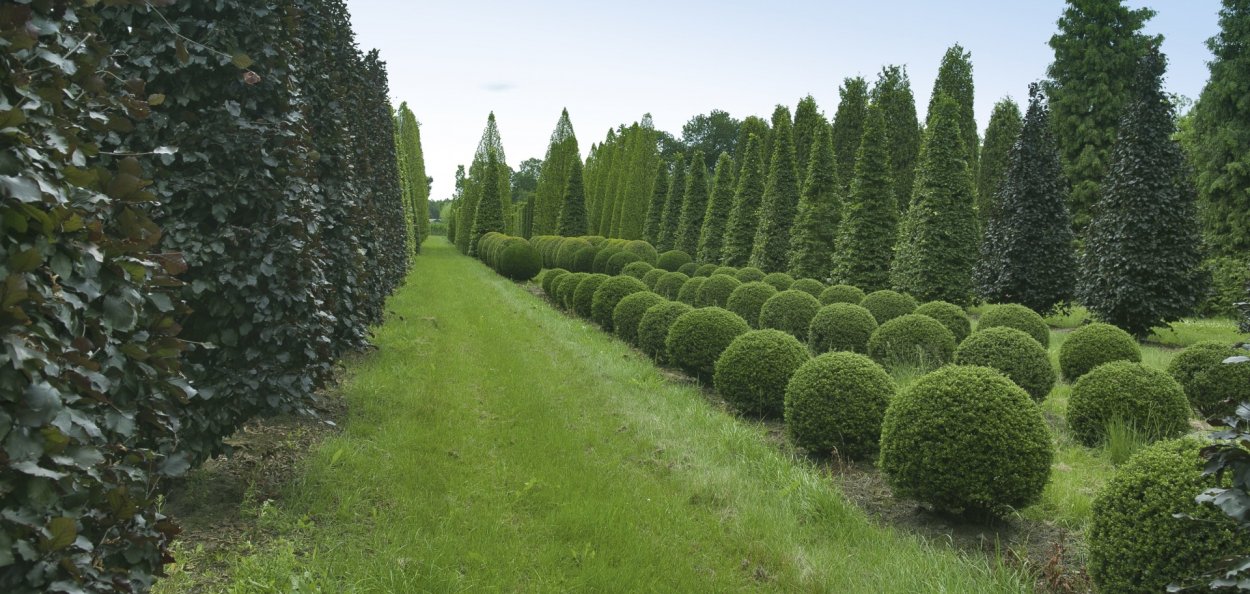 Древесно-кустарниковая Хвойная растительность Японии