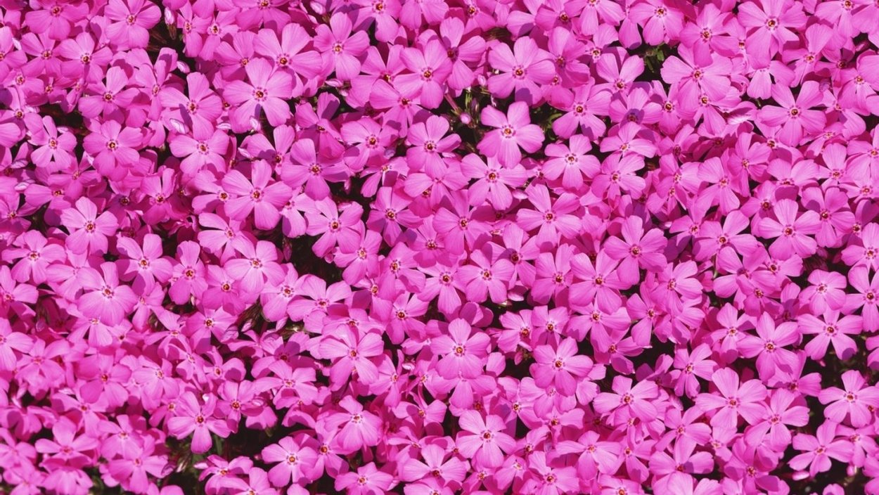 Флоксы цветы