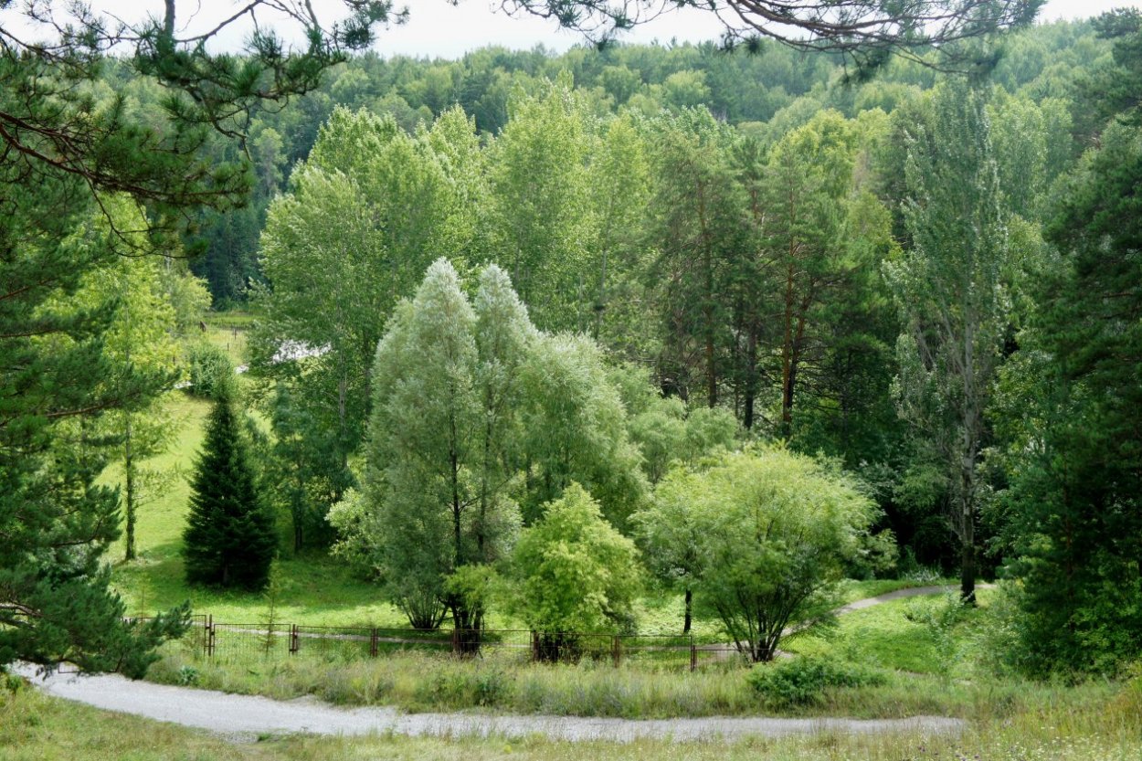Растения дендропарка Новосибирск