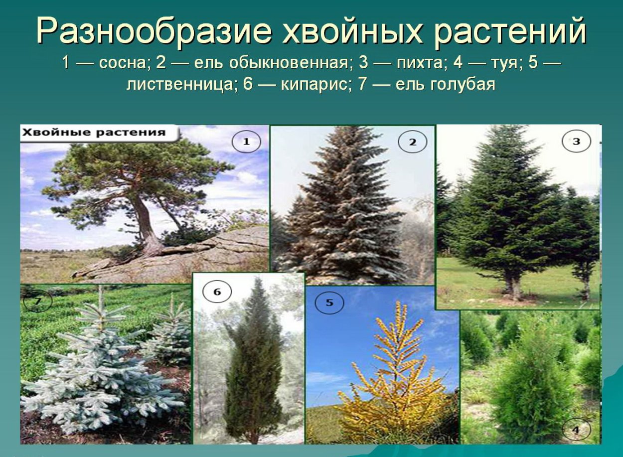 Разнообразие хвойных