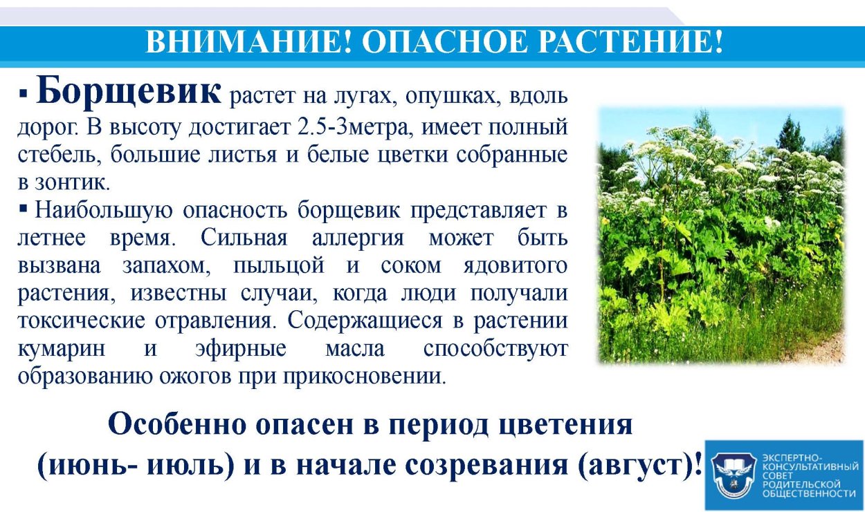 Паспорт ядовитого растения борщевик