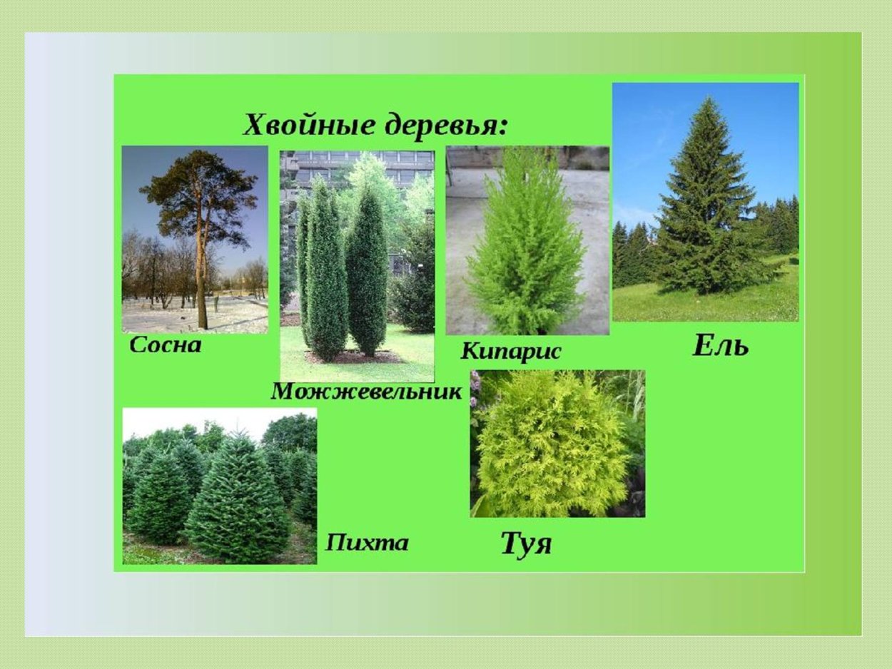 Туя пихта ель лиственница