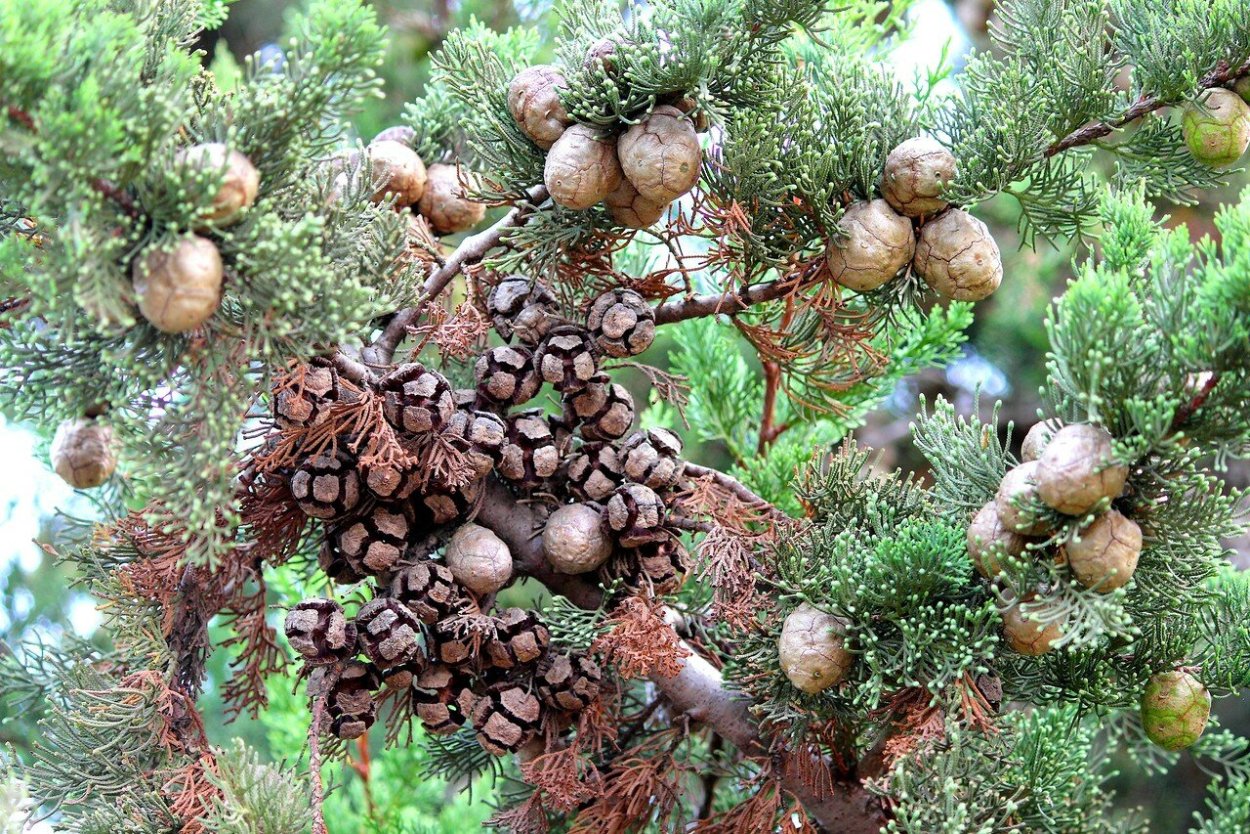 Кипарис вечнозеленый шишки